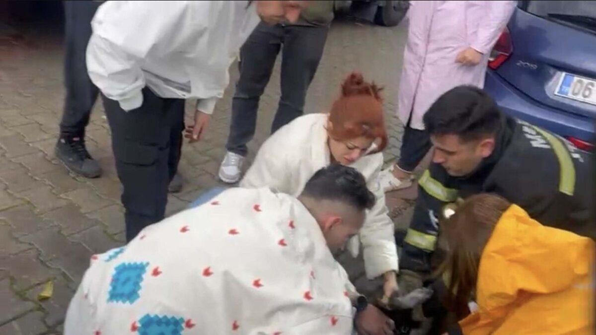 Yangında 2 köpekten biri öldü, diğeri kalp masajıyla yaşama döndürüldü Yangında 2 köpekten biri öldü, diğeri kalp masajıyla yaşama döndürüldü
