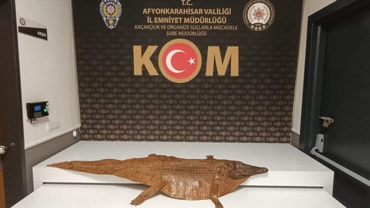 Afyonkarahisar’da timsah derisi ele geçirildi Afyonkarahisar’da timsah derisi ele geçirildi