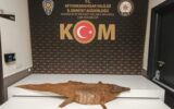 Afyonkarahisar’da timsah derisi ele geçirildi Afyonkarahisar’da timsah derisi ele geçirildi