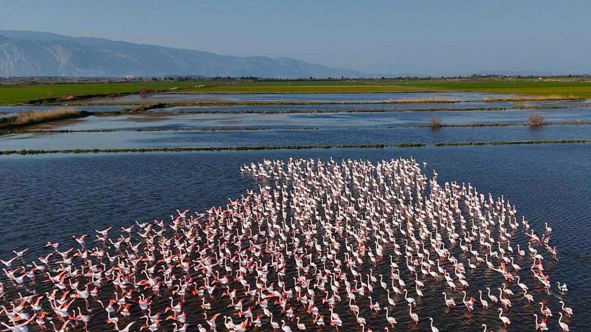 Söke’de su altında kalan tarım arazileri flamingoların yuvası oldu