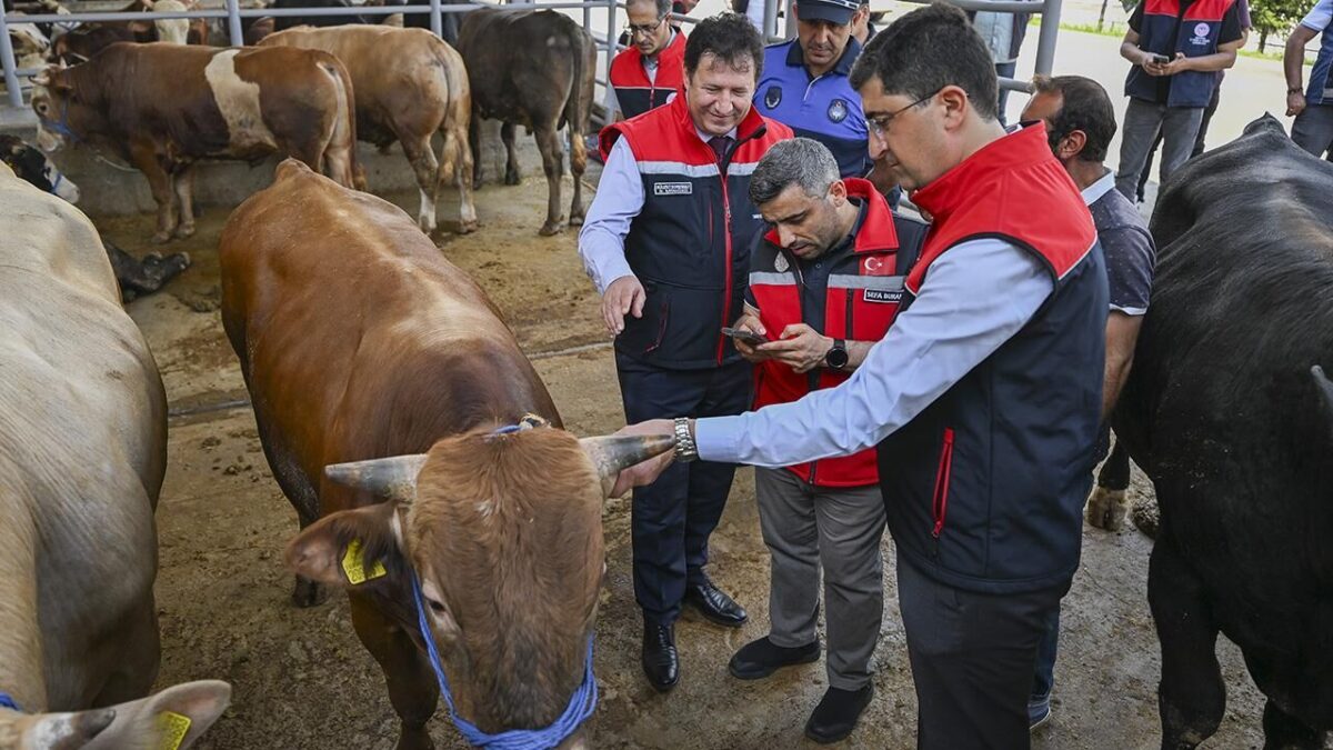 Kurban Bayramı öncesi 4 milyonu aşkın hayvan denetlendi