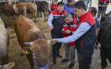 Kurban Bayramı öncesi 4 milyonu aşkın hayvan denetlendi