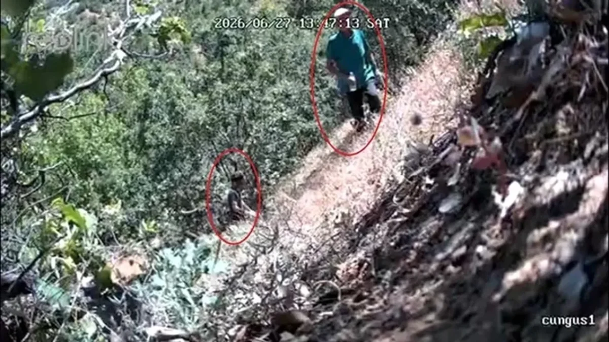 CHP ilçe başkanı ve oğlu fotokapana yakalandı: Kenevir tarlasını sularken görüntülendi!